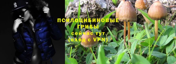 стаф Арсеньев