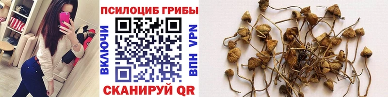 mega вход  Тайшет  Галлюциногенные грибы Psilocybine cubensis 